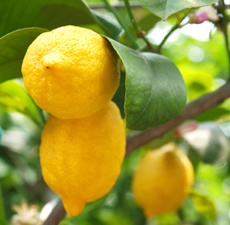 Pure-Lemon-Essential-Oil__32763.1428438919.1280.1280