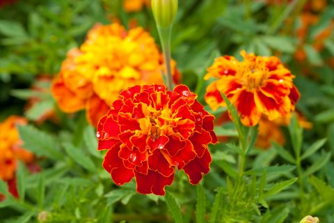 calendula oil